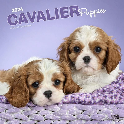 BrownTrout Cavalier King Charles Spaniel Puppies 2024 12x24 Inch Square Wall Calendar, 9781975462246