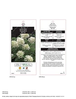 Ensemble de arbuste 6 contenants de 1 gallon (3,8 L) hortensia paniculé grandiflora
