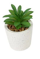 SUCCULENT IN POT