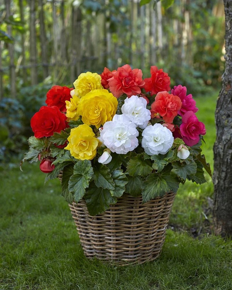 Bégonias assortis Bégonias assortis 4 Bulbes