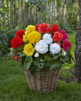 Bégonias assortis Bégonias assortis 4  Bulbes
