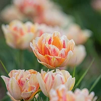 TASC Tulip Flower Bulbs-Tulip Double Early Foxy Foxtrot (20 Bulbs)