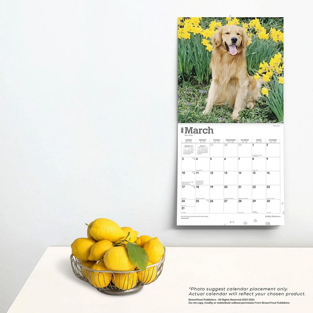 BrownTrout Golden Retrievers 2024 12x24 Inch Square Wall Calendar, 9781975462925