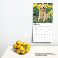 BrownTrout Golden Retrievers 2024 12x24 Inch Square Wall Calendar, 9781975462925