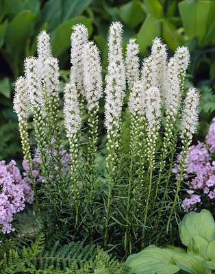 AMPOULES À FLEURS TASC - MISC LIATRIS SPICATA ALBA (10 AMPOULES) Brilliante Fleurs