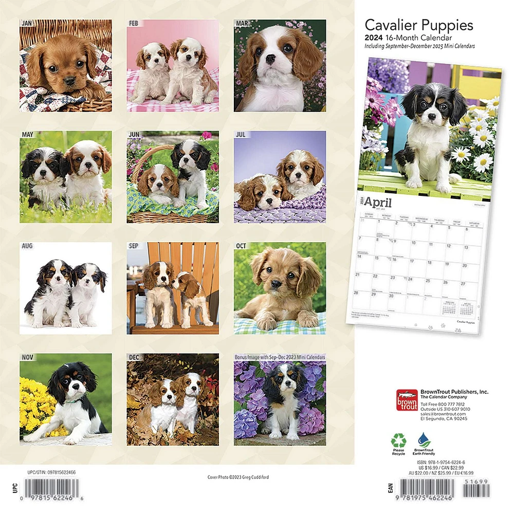 BrownTrout Cavalier King Charles Spaniel Puppies 2024 12x24 Inch Square Wall Calendar, 9781975462246