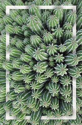 Cactus - Group Wall Poster, 22.375" x 34"