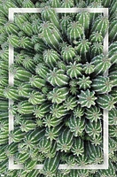 Cactus - Group Wall Poster, 22.375" x 34"