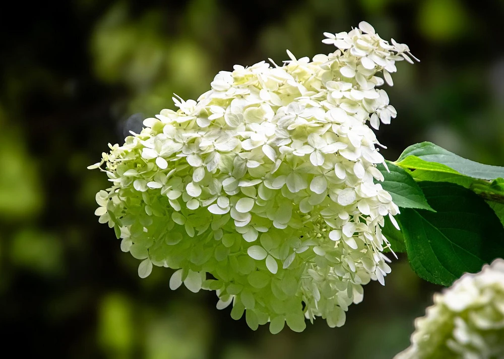 1 Gallon (3.8L) PeeGee Hydrangea Shrub 6 Pack