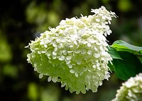 1 Gallon (3.8L) PeeGee Hydrangea Shrub 6 Pack