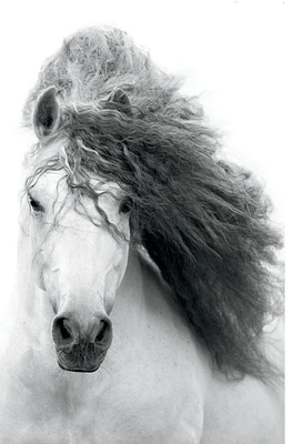 Grayscale Horse Wall Poster, 22.375" x 34"