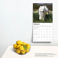 BrownTrout Samoyeds 2024 12x24 Inch Square Wall Calendar, 9781975464868