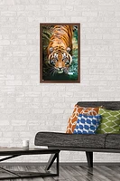 Tiger - Water Wall Poster