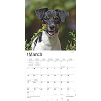 BrownTrout Jack Russell Terriers 2024 12x24 Inch Square Wall Calendar, 9781975463342