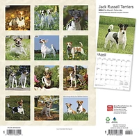 BrownTrout Jack Russell Terriers 2024 12x24 Inch Square Wall Calendar, 9781975463342