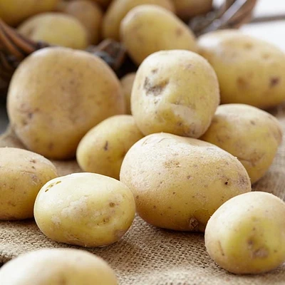 Pomme de Terre de Semence - Yukon Gold (2 kg)