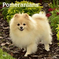 BrownTrout Pomeranians 2024 12x24 Inch Square Wall Calendar, 9781975464561