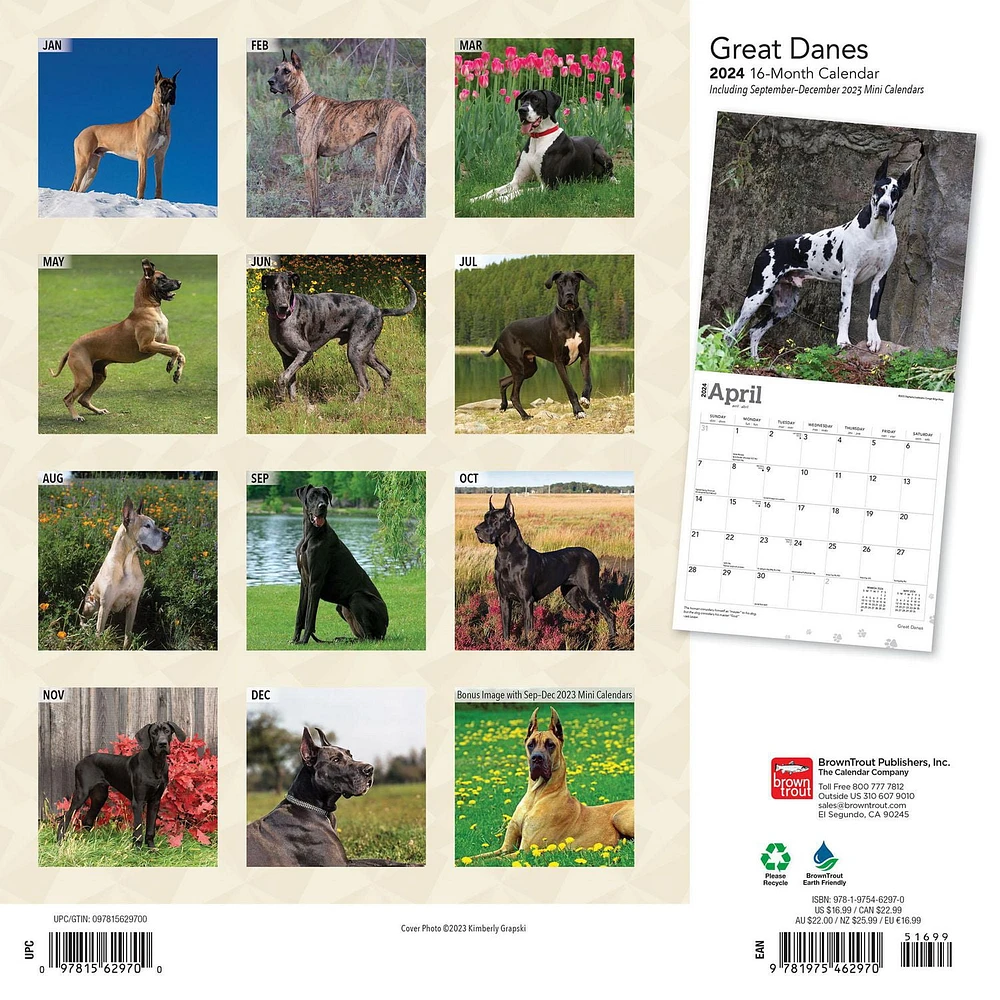 BrownTrout Great Danes 2024 12x24 Inch Square Wall Calendar, 9781975462970