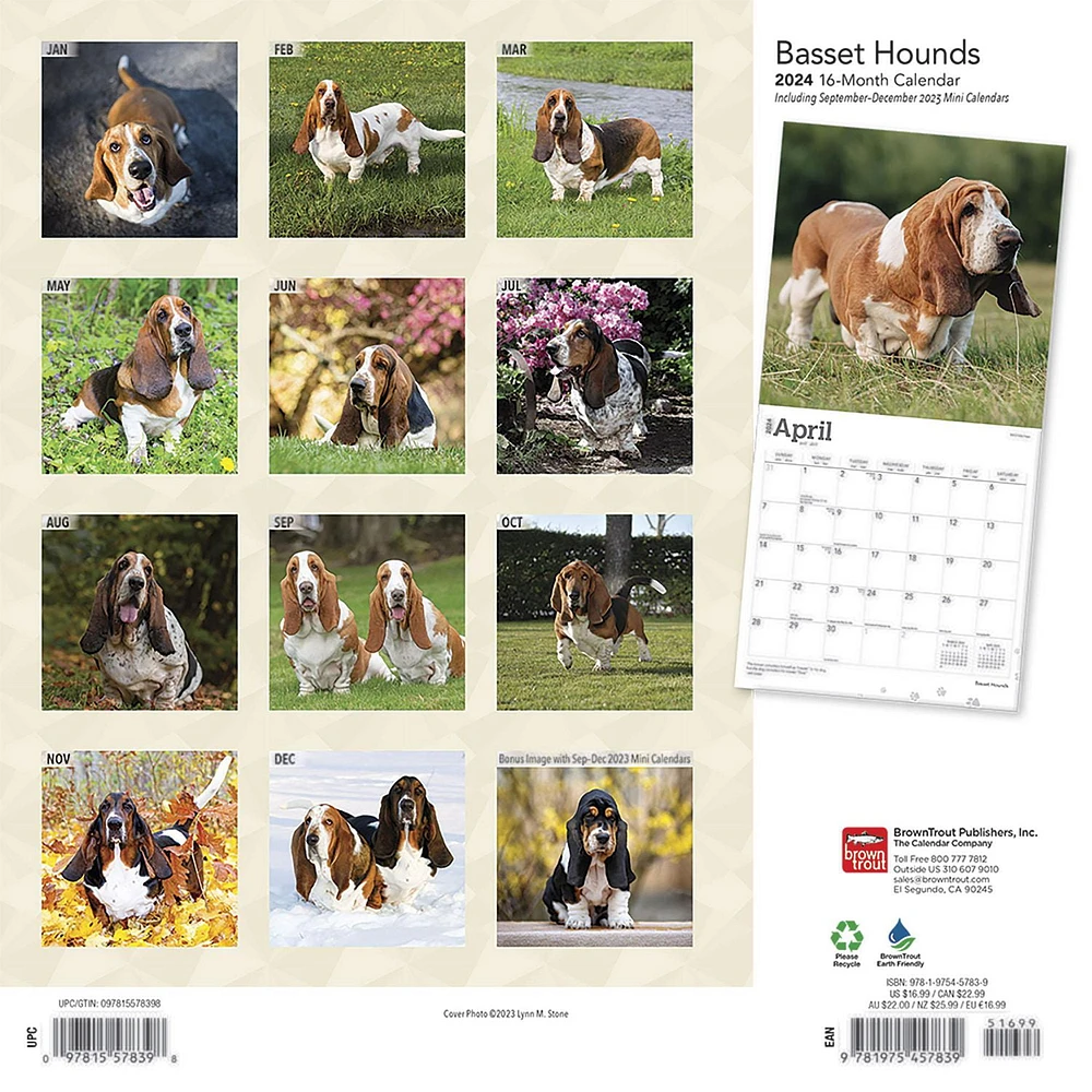 BrownTrout Basset Hounds 2024 12x24 Inch Square Wall Calendar, 9781975457839