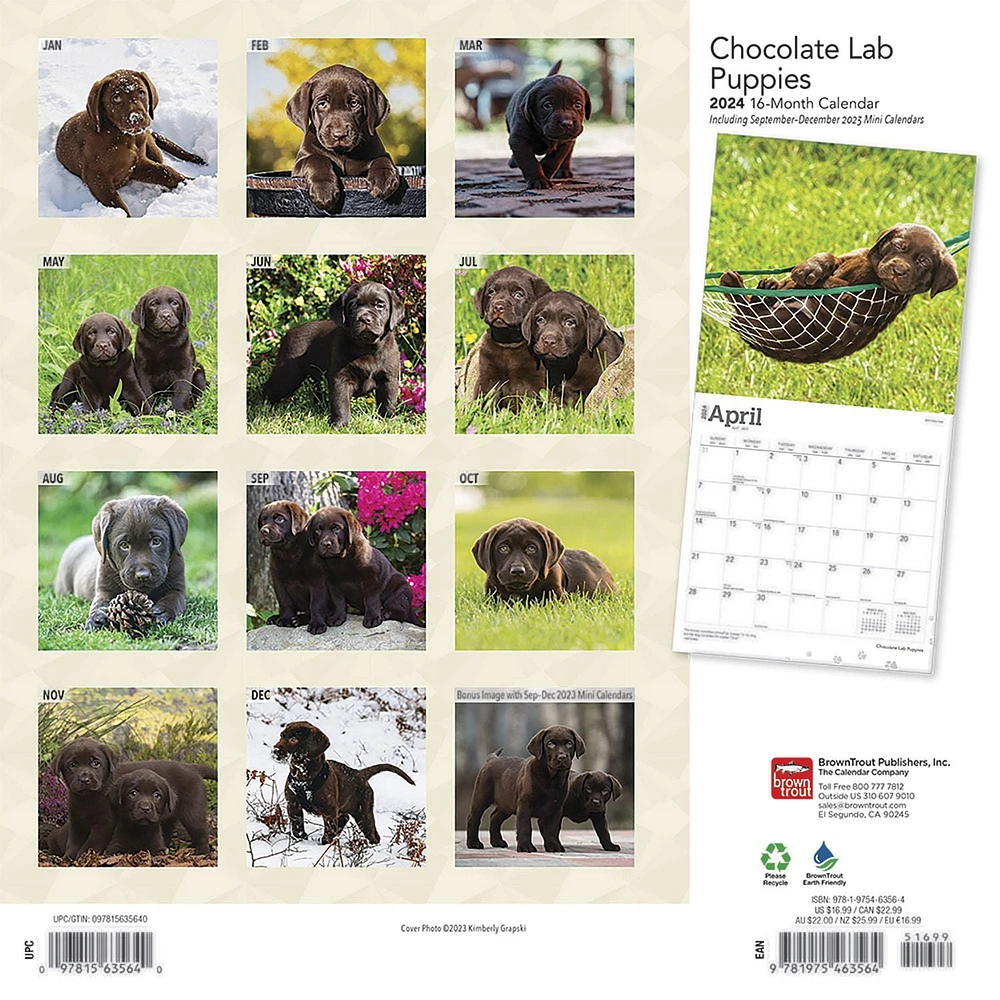 BrownTrout Chocolate Labrador Retriever Puppies 2024 12x24 Inch Square Wall Calendar, 9781975463564