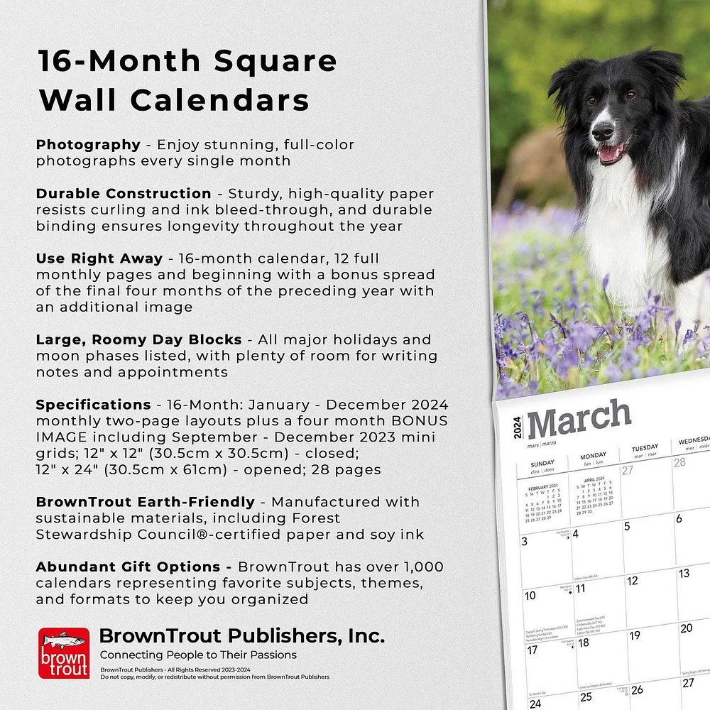 BrownTrout Border Collies 2024 12x24 Inch Square Wall Calendar, 9781975461874