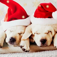 Image Arts Puppies and Holiday Wishes French-Language Boxed Christmas Cards, Pack of 16