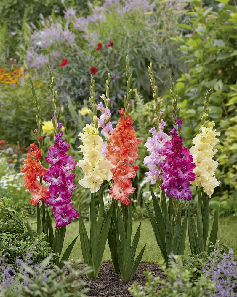 AMPOULES À FLEURS TASC - GLADIOLUS FLAMENCOS À GRANDES FLEURS ASSORTIS (12 AMPOULES)
