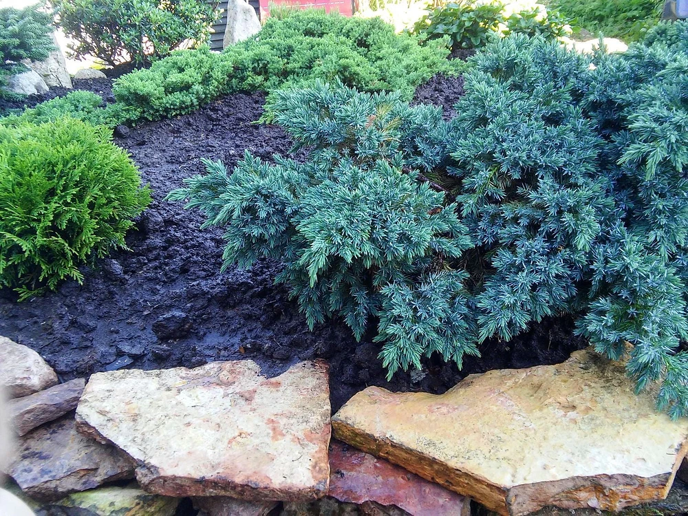 1 Gallon (3.8L) Evergreen Mix 6 Pack