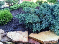 1 Gallon (3.8L) Evergreen Mix 6 Pack