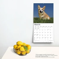 BrownTrout Pembroke Welsh Corgis 2024 12x24 Inch Square Wall Calendar, 9781975465667