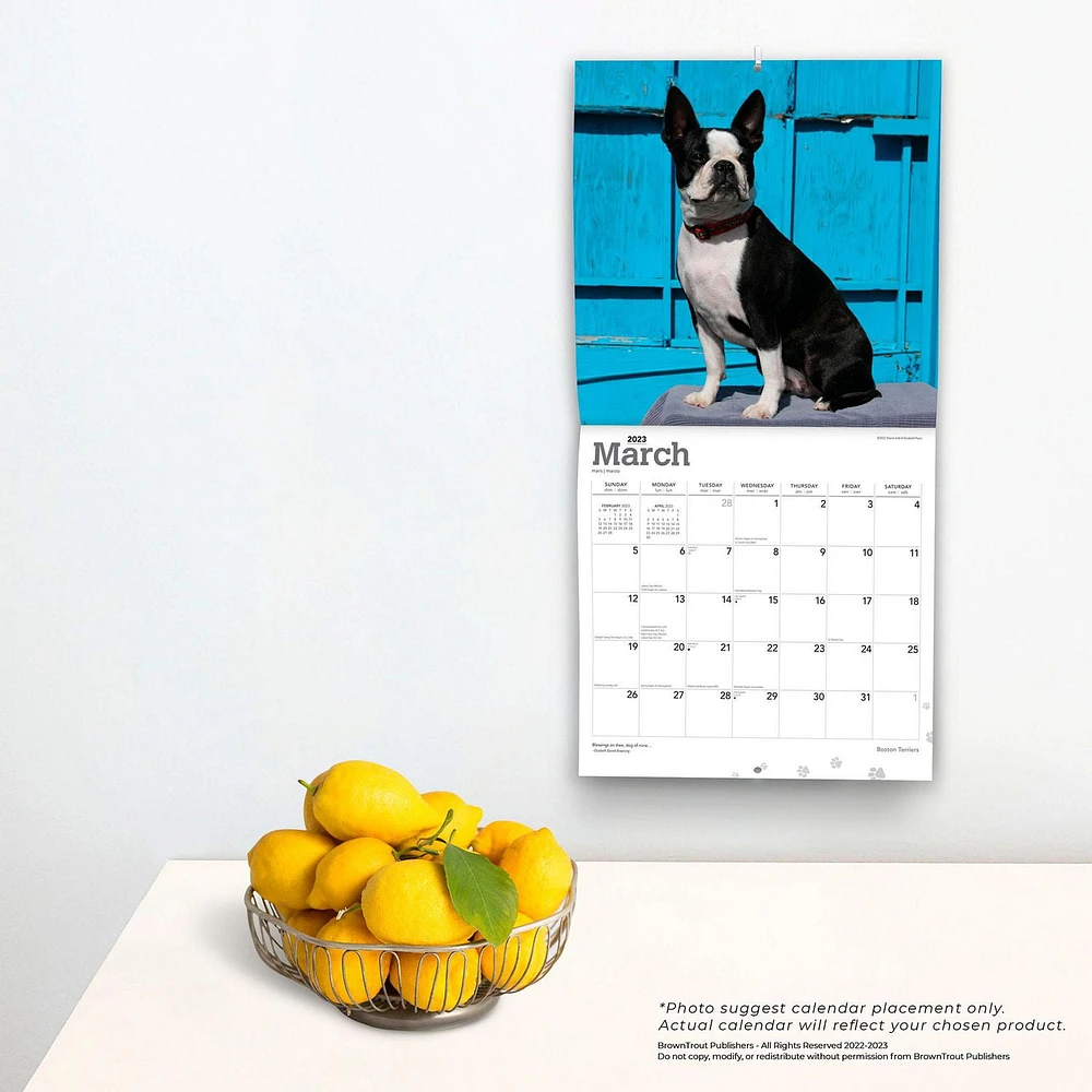 Boston Terriers | 2023 12x24 Inch Square Wall Calendar