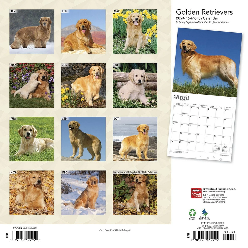 BrownTrout Golden Retrievers 2024 12x24 Inch Square Wall Calendar, 9781975462925