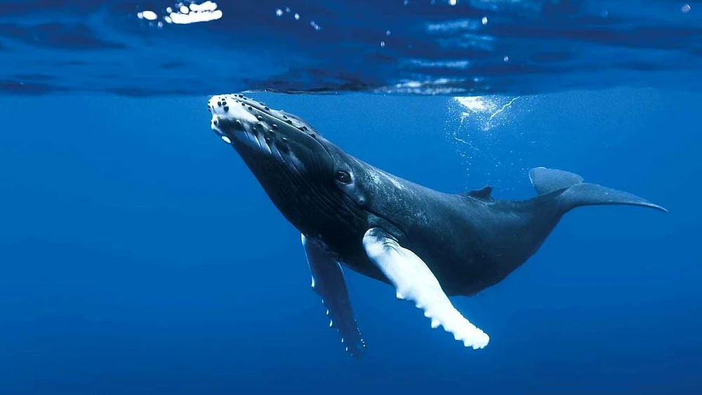 The Blue Planet: Seas Of Life (Blu-ray)