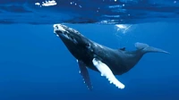 The Blue Planet: Seas Of Life (Blu-ray)