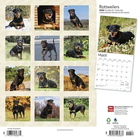 BrownTrout Rottweilers 2024 12x24 Inch Square Wall Calendar, 9781975464837