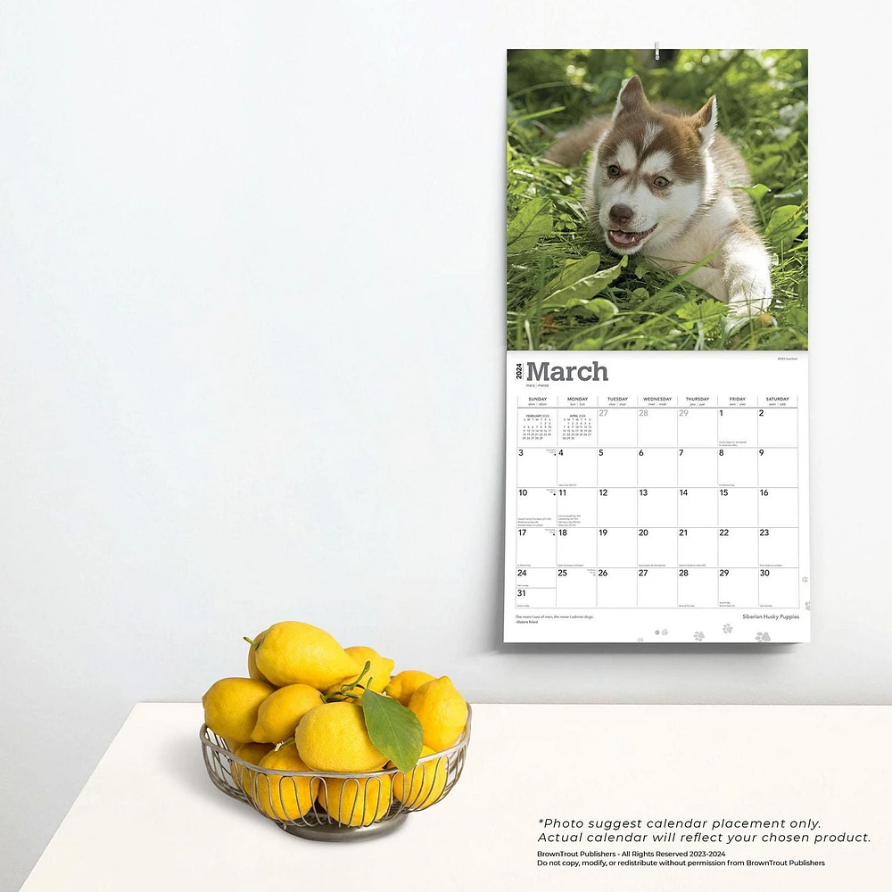 BrownTrout Siberian Husky Puppies 2024 12x24 Inch Square Wall Calendar, 9781975465087