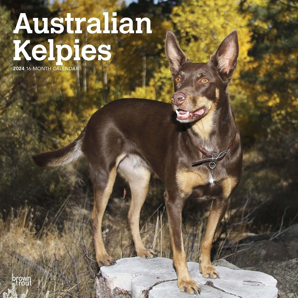 BrownTrout Australian Kelpies 2024 12x24 Inch Square Wall Calendar, 9781975457723