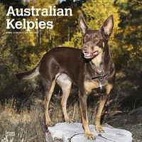 BrownTrout Australian Kelpies 2024 12x24 Inch Square Wall Calendar, 9781975457723