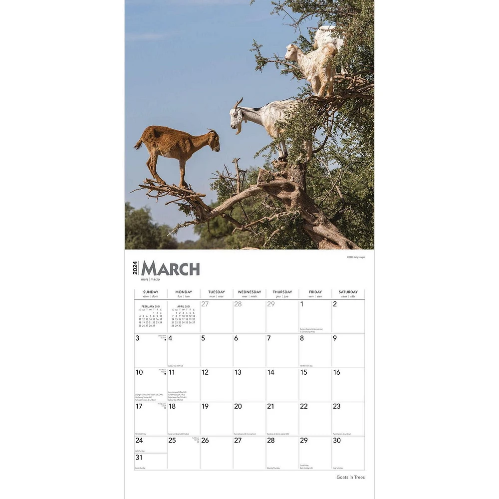 BrownTrout Chèvres dans les Arbres 2024 Mur Carré 30.48x60.96 CM, 9781975462888