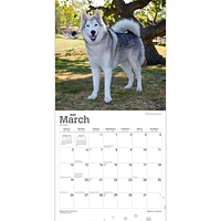 Siberian Huskies 2023 Square