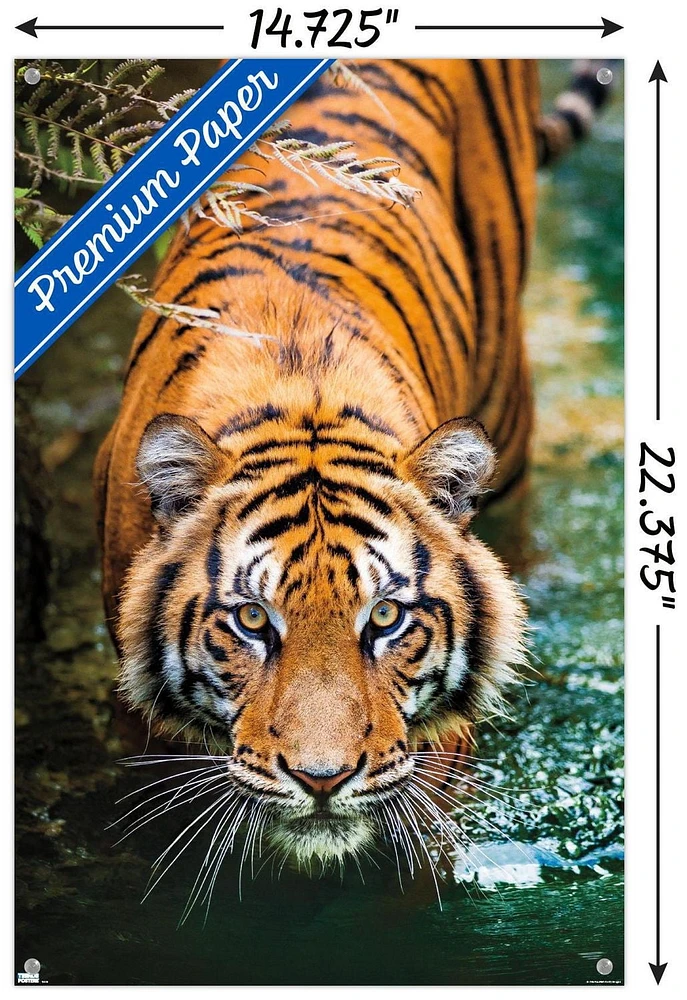 Tiger - Water Wall Poster, 22.375" x 34" Framed