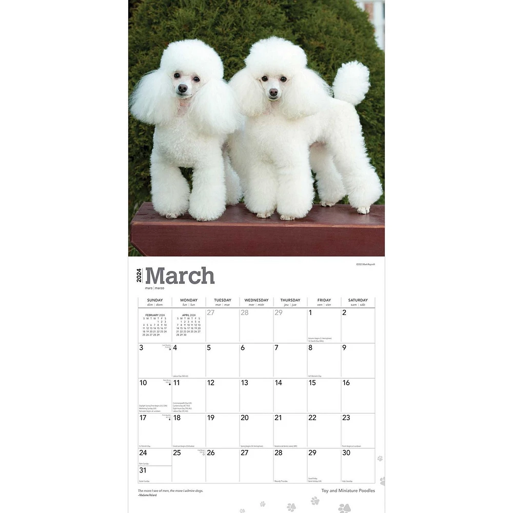 BrownTrout Toy and Miniature Poodles 2024 12x24 Inch Square Wall Calendar, 9781975467975