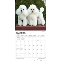 BrownTrout Toy and Miniature Poodles 2024 12x24 Inch Square Wall Calendar, 9781975467975