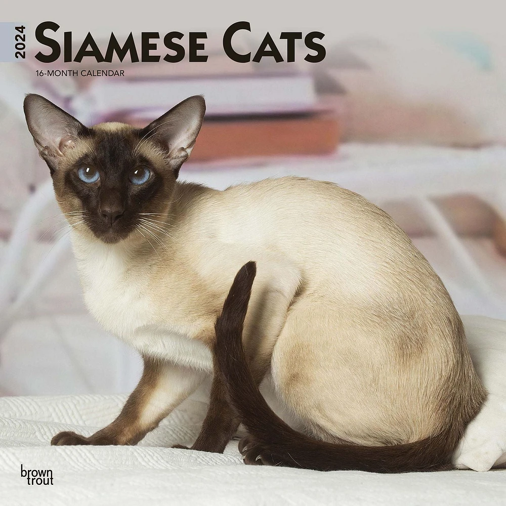 BrownTrout Siamese Cats 2024 12x24 Inch Square Wall Calendar, 9781975465056