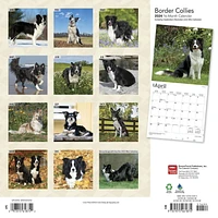 BrownTrout Border Collies 2024 12x24 Inch Square Wall Calendar, 9781975461874