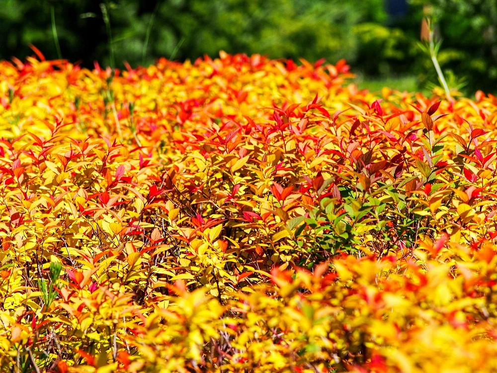 2 Gallon (7.5L) Goldflame Spirea Shrub