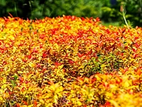 2 Gallon (7.5L) Goldflame Spirea Shrub