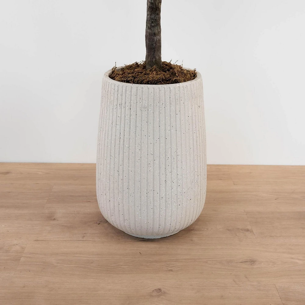 Figuier à feuilles de violon en pot, 1 tige