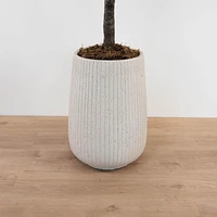 Figuier à feuilles de violon en pot, 1 tige
