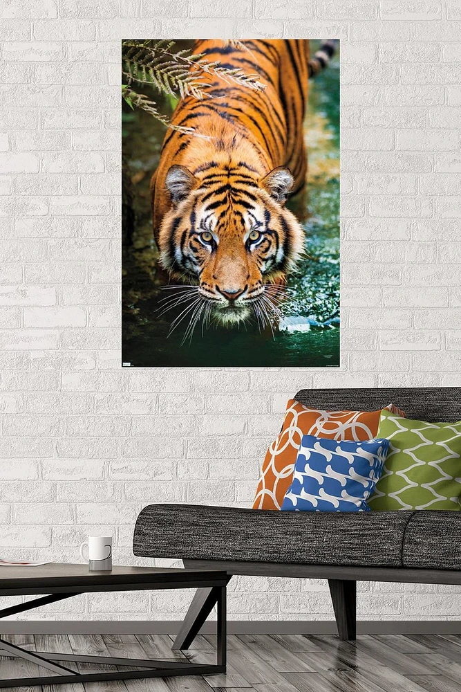 Tigre - Eau